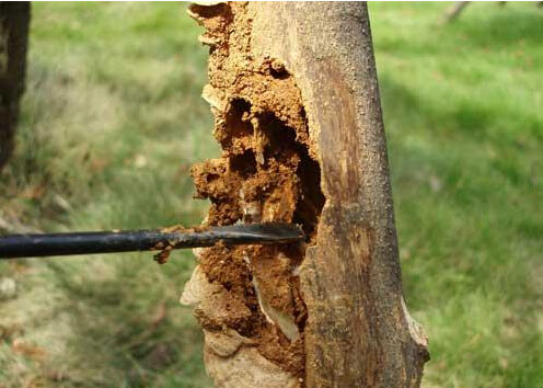 ���@���ݘ�ľ��ρΣ����������